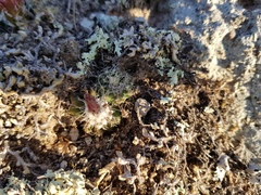 Echinocereus acanthosetus