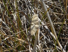 Idaea rotundopennata