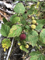 Rubus leucodermis