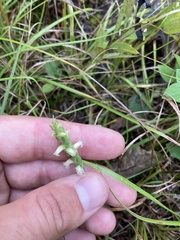Spiranthes casei casei