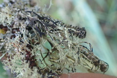 Ramalina