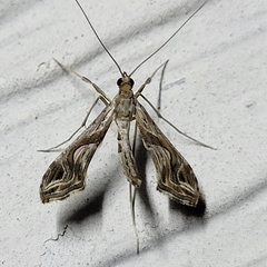 Lineodes integra