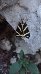 Euplagia quadripunctaria