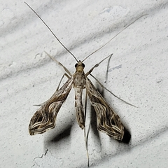 Lineodes integra