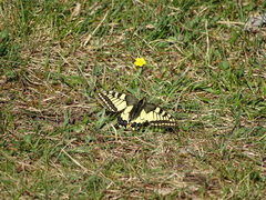 Papilio machaon