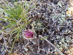 Echinocereus acanthosetus