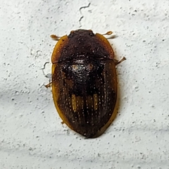 Lobiopa insularis