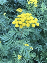 Tanacetum