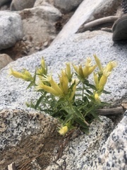Silene parishii