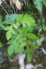 Angelica decursiva