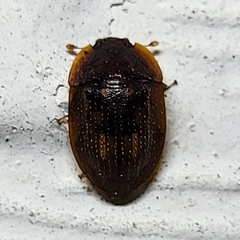 Lobiopa insularis