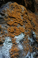 Trentepohlia