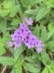 Heliotropium amplexicaule