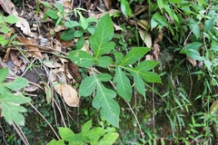 Angelica decursiva