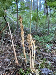 Monotropa hypopitys
