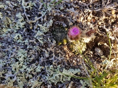 Echinocereus acanthosetus