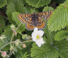 Euphydryas aurinia