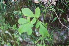 Angelica decursiva