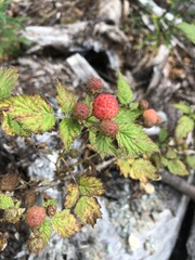 Rubus leucodermis