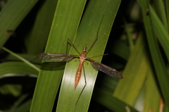 Tipulinae