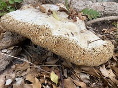 Pseudoinonotus