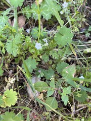 Nemophila