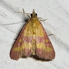 Pyrausta laticlavia