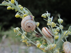 Xeropicta derbentina