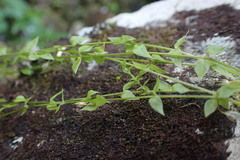 Stellaria crispa