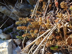 Sedum album