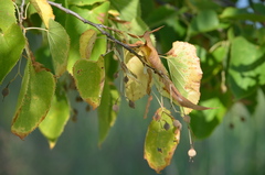 Tilia americana