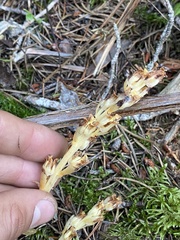 Monotropa hypopitys