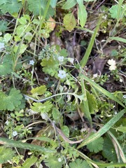 Nemophila