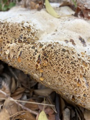 Pseudoinonotus