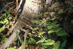 Streptopus amplexifolius