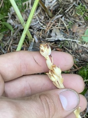 Monotropa hypopitys