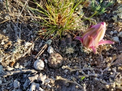 Echinocereus acanthosetus