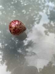 Amphibolips quercusjuglans