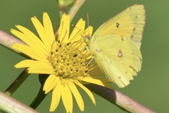 Colias eurytheme