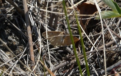 Idaea rotundopennata