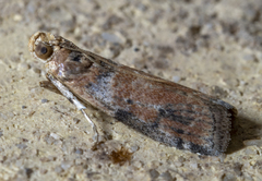 Sciota rubrisparsella
