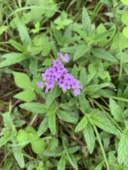 Heliotropium amplexicaule