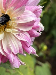 Bombus vosnesenskii