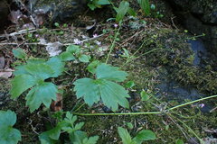 Ranunculus uncinatus