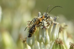 Chauliognathus pensylvanicus