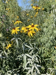 Coreopsis tripteris