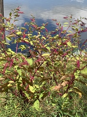 Phytolacca americana