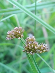 Juncus ensifolius