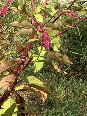 Phytolacca americana