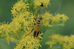 Chauliognathus pensylvanicus